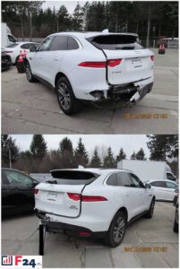Jaguar-back